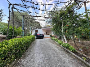 Home & Garden